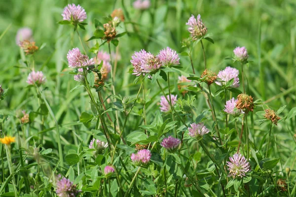 Kırmızı yonca çiçek ile yeşil çayır