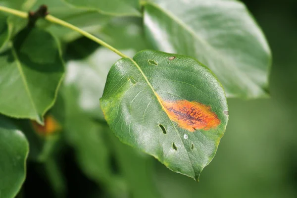 Hruška rez (Gymnosporangium sabinae) na list zelené hrušky — Stock fotografie