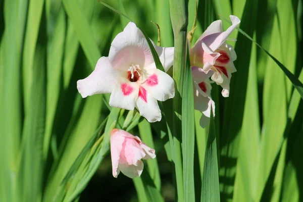 Bloeiende gladiolen Nanus in de tuin — Stockfoto