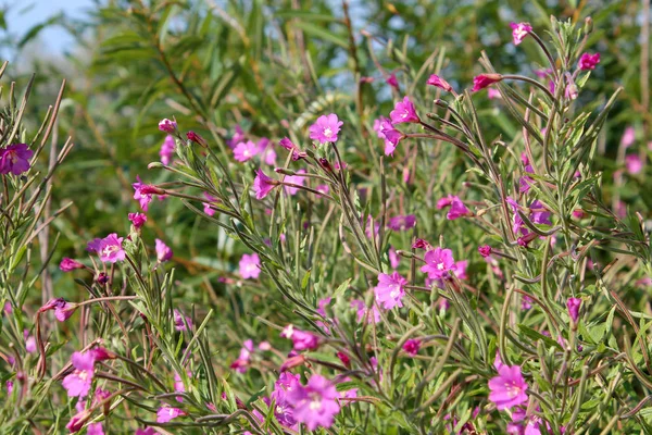 Μεγάλη τριχα willowherb (επιλόβιο το δασύτριχο hirsutum) στην άγρια φύση. Φυτό με μικρά ροζ λουλούδια — Φωτογραφία Αρχείου