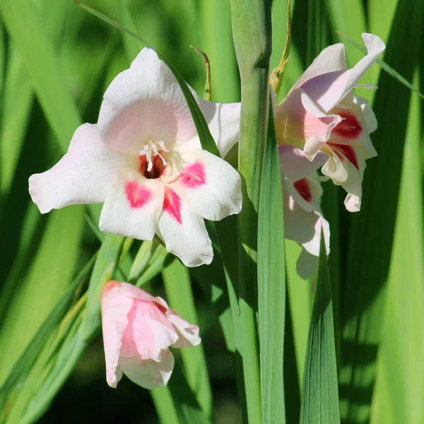 Bloeiende gladiolen Nanus in de tuin — Stockfoto