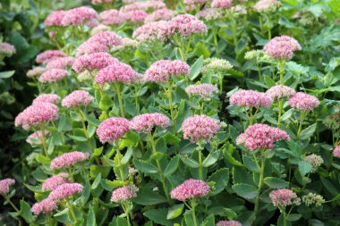 Flowerbed gösterişli hendek stonecrop çiçekler (bahçedeki spectabile veya Hylotelephium spectabile)