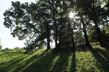 Gün ortası yaz güneş karşı oaks ile manzara. Büyük ağaçlar Park gölgeni