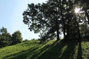 Gün ortası yaz güneş karşı oaks ile manzara. Büyük ağaçlar Park gölgeni