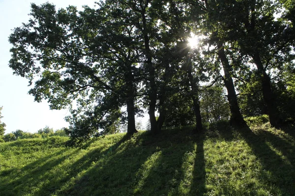 Gün ortası yaz güneş karşı oaks ile manzara. Büyük ağaçlar Park gölgeni