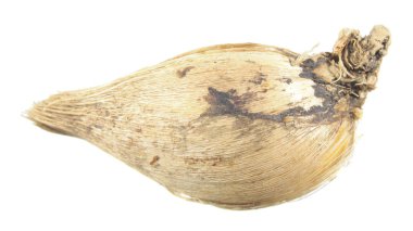 Beyaz arka plan üzerinde izole Iris histrioides ampul. Kış-çiçekli iris ampul