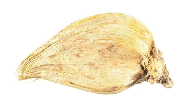 Beyaz arka plan üzerinde izole Iris histrioides ampul. Kış-çiçekli iris ampul