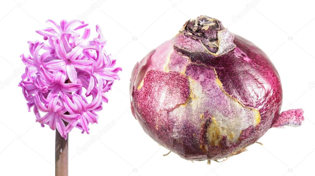 Hyacinth flower and bulb isolated on white background