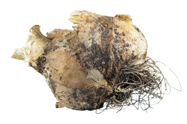 Dev beyaz arka plan üzerinde izole Starflower (tükürük otu magnum) ampul