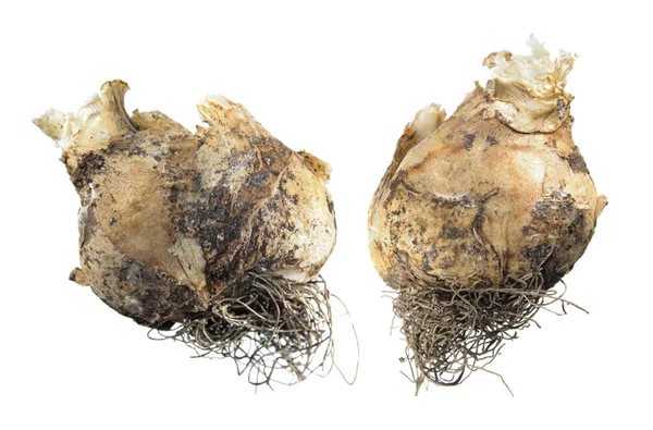 Dev beyaz arka plan üzerinde izole Starflower (tükürük otu magnum) ampul