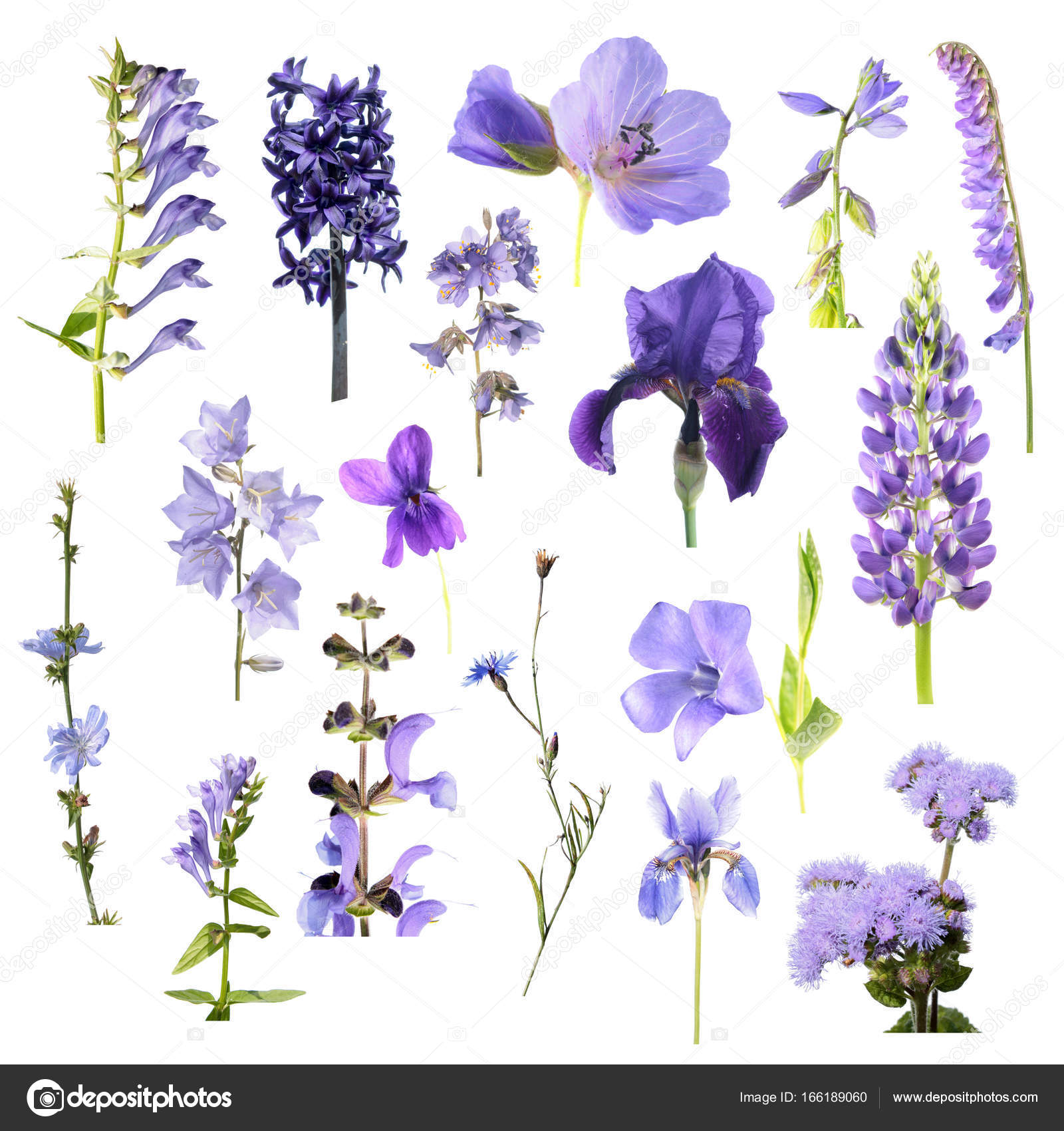 Set of different blue flowers isolated on white background. Blue