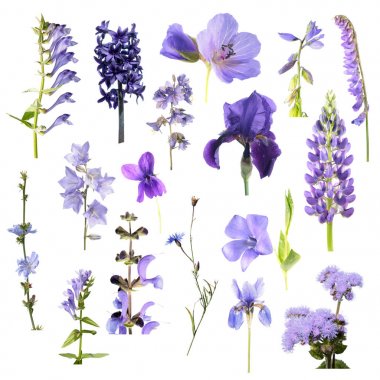 Set of different blue flowers isolated on white background. Blue, purple and violet flowers clipart