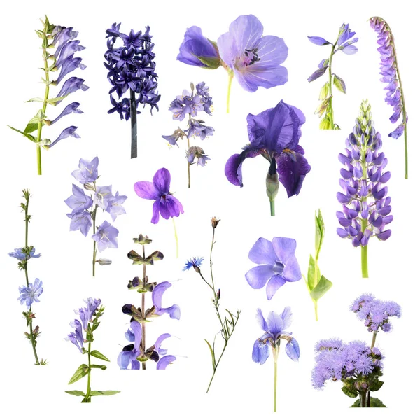 Ensemble de différentes fleurs bleues isolées sur fond blanc. Fleurs bleues, violettes et violettes — Photo