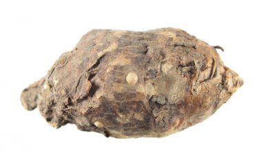 Yumru İtalyan arum veya beyaz arka plan üzerinde izole İtalyan lords-and-ladies bitki (Arum italicum)