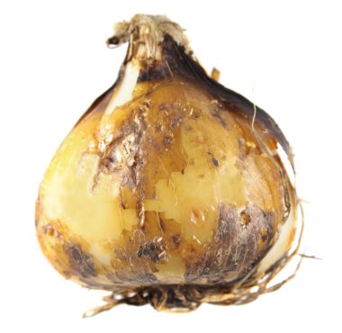 Beyaz arka plan üzerinde izole ampul camas veya Hint sümbül (Camassia)