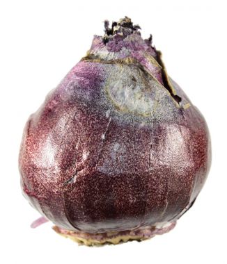 Beyaz arka plan üzerinde izole sümbül ampul