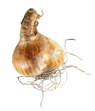 Beyaz arka plan üzerinde izole nergis ampul