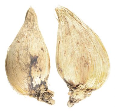 Beyaz arka plan üzerinde izole Iris histrioides ampuller. Ampuller kış çiçekli İris