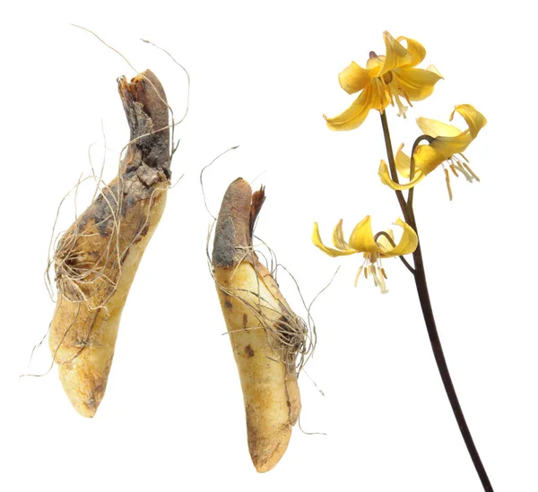 Bollen en gele bloem van fawn lily of Erythronium geïsoleerd op witte achtergrond — Stockfoto