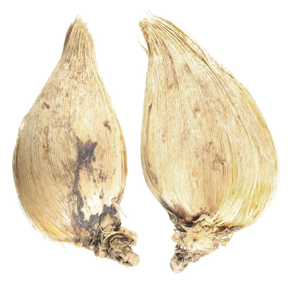 Beyaz arka plan üzerinde izole Iris histrioides ampuller. Ampuller kış çiçekli İris