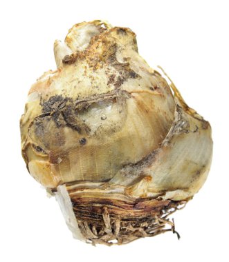 Portekizce squill (Scilla peruviana) beyaz arka plan üzerinde izole ampul