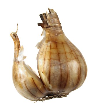 Beyaz arka plan üzerinde izole nergis triandrus ampul