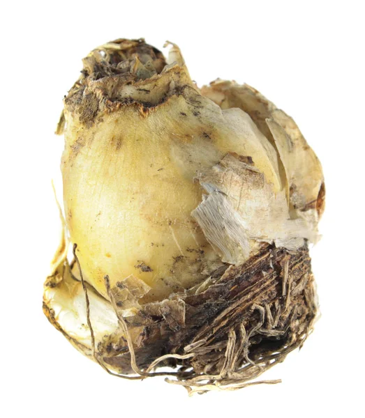 Portekizce squill (Scilla peruviana) beyaz arka plan üzerinde izole ampul