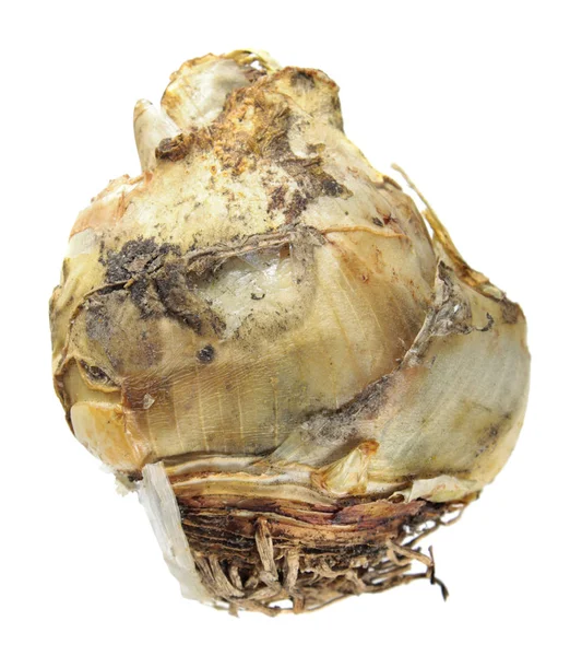 Portekizce squill (Scilla peruviana) beyaz arka plan üzerinde izole ampul