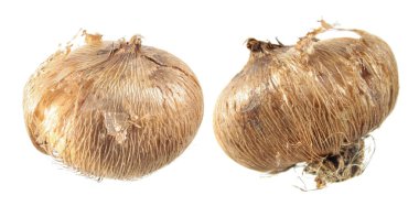 Soğanların beyaz arka plan üzerinde izole Iridaceae. Crocus sativus ampul