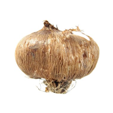 Soğanların beyaz arka plan üzerinde izole Iridaceae. Crocus sativus ampul