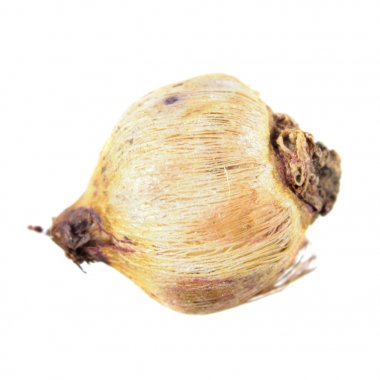 Beyaz arka plan üzerinde izole soğanların fişek çiçek (Dichelostemma Ida-maia). Kestane fişeği çiçek ampul