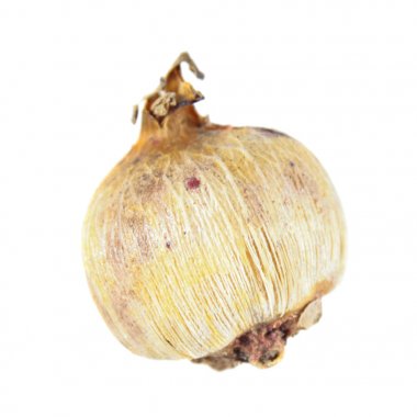 Beyaz arka plan üzerinde izole soğanların fişek çiçek (Dichelostemma Ida-maia). Kestane fişeği çiçek ampul