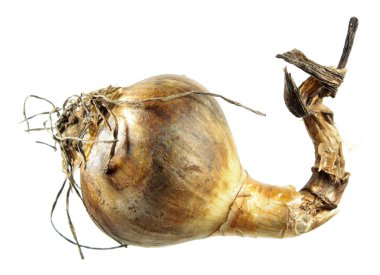 Beyaz arka plan üzerinde izole nergis ampul