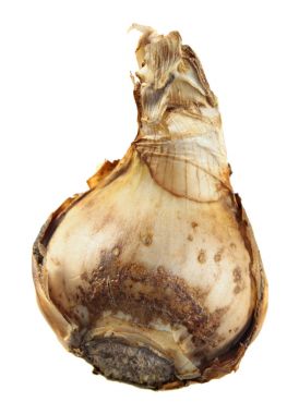 Beyaz arka plan üzerinde izole nergis ampul