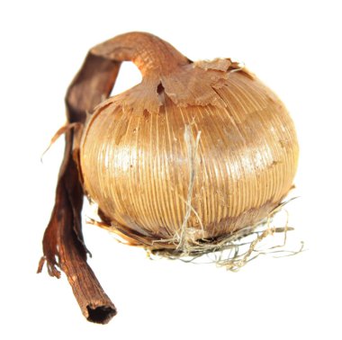 Beyaz arka plan üzerinde izole sarı Çiğdem (Crocus flavus) soğanların. Crocus flavus ampul