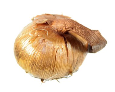 Beyaz arka plan üzerinde izole sarı Çiğdem (Crocus flavus) soğanların. Crocus flavus ampul