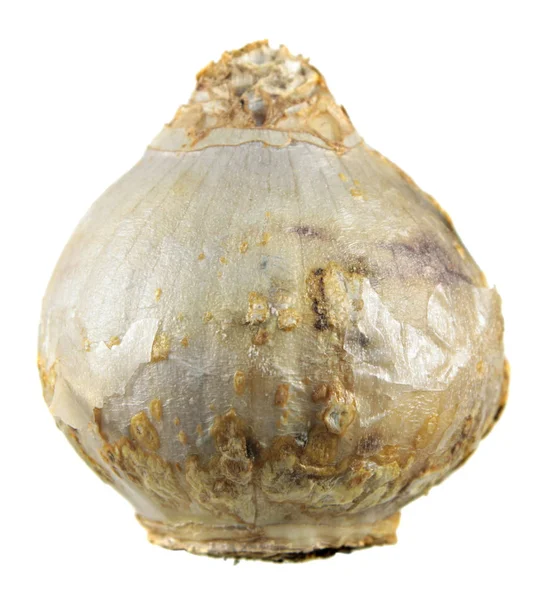 Beyaz ampul beyaz arka plan üzerinde izole sümbül