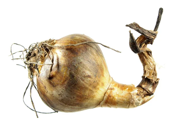 Beyaz arka plan üzerinde izole nergis ampul