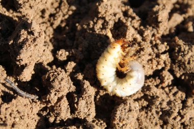 Larva Cockchafer veya Mayıs hata (baktım baktım)