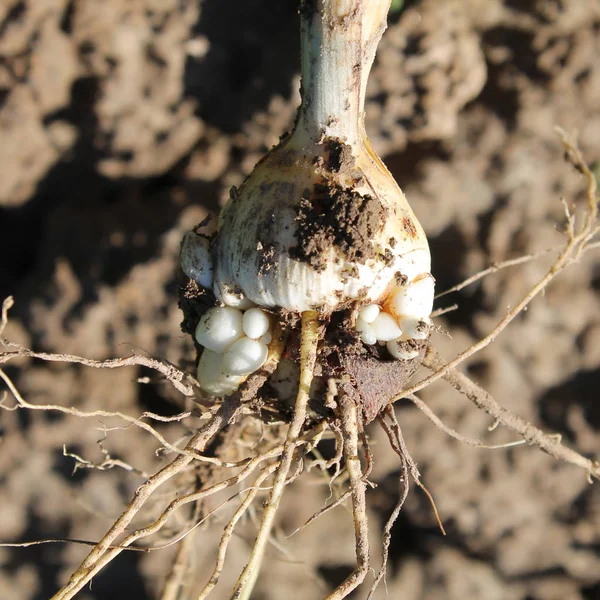 Čerstvě vykopané corm mečík murielae nebo Acidanthera s kořeny a malé cibule — Stock fotografie