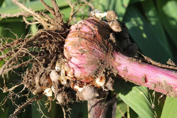 Taze Glayöl soğanların kökleri ve küçük ampuller ile kazdık