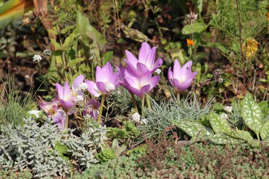 Sonbahar Iridaceae (Colchicum autumnale) flowerbed üzerinde pembe çiçekler