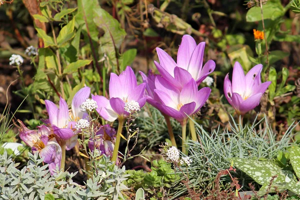 Pink flowers of autumn crocus (Colchicum autumnale) on flowerbed — Stock Photo, Image