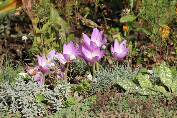 Pink flowers of autumn crocus (Colchicum autumnale) on flowerbed — Stock Photo, Image