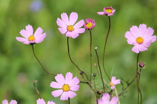 庭のコスモス植物 (オオハルシャギク) 緑の背景のピンクの花 — ストック写真