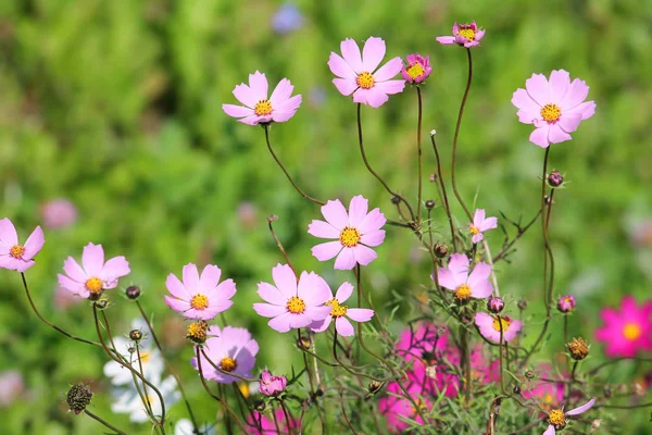 Ροζ λουλούδια του φυτού στον κήπο cosmos (κόσμος bipinnatus) στο παρτέρι — Φωτογραφία Αρχείου