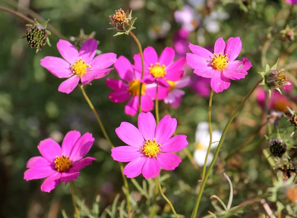 Pink flowers of garden cosmos plant (Cosmos bipinnatus) on green background