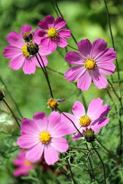 Rosa blommor i trädgården kosmos växt (Cosmos bipinnatus) på grön bakgrund — Stockfoto