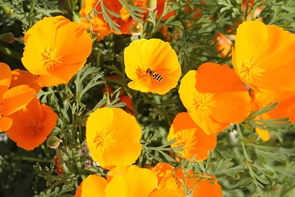California haşhaş (Eschscholzia californica) turuncu çiçekler