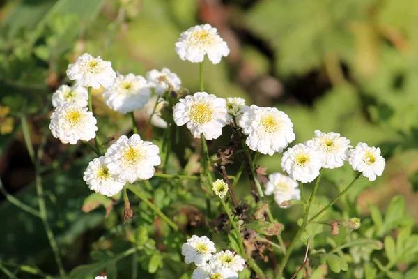 Vita blommor av sneezewort (Achillea ptarmica) på blomsterrabatt — Stockfoto